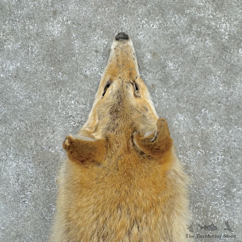 Strawberry Coyote Tanned Hide For Sale #29740 @ The Taxidermy Store