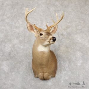 Whitetail Deer Shoulder Mount #18838 For Sale - The Taxidermy Store