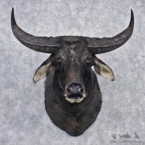 Water Buffalo Taxidermy Head Mount #12533 For Sale @ The Taxidermy Store