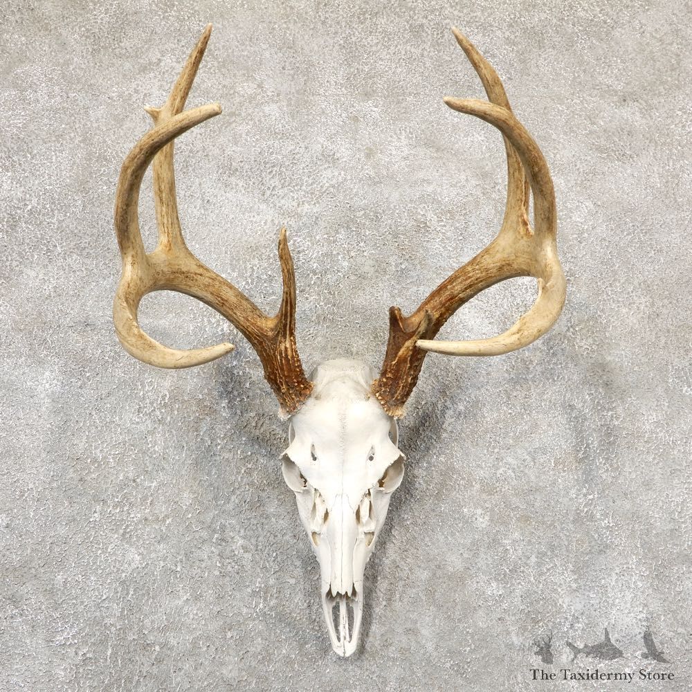 Whitetail Deer Skull European Mount For Sale #18932 @ The Taxidermy Store