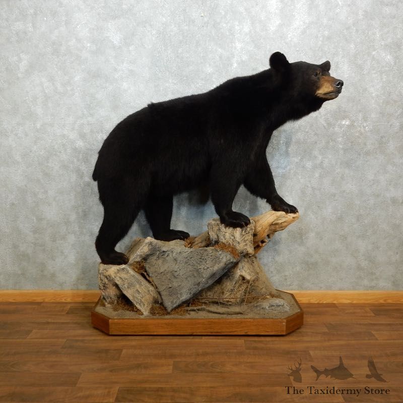 Black Bear Life-Size Mount For Sale #18313 @ The Taxidermy Store