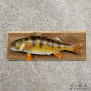 Yellow Perch Fish Mount For Sale #20956 @ The Taxidermy Store