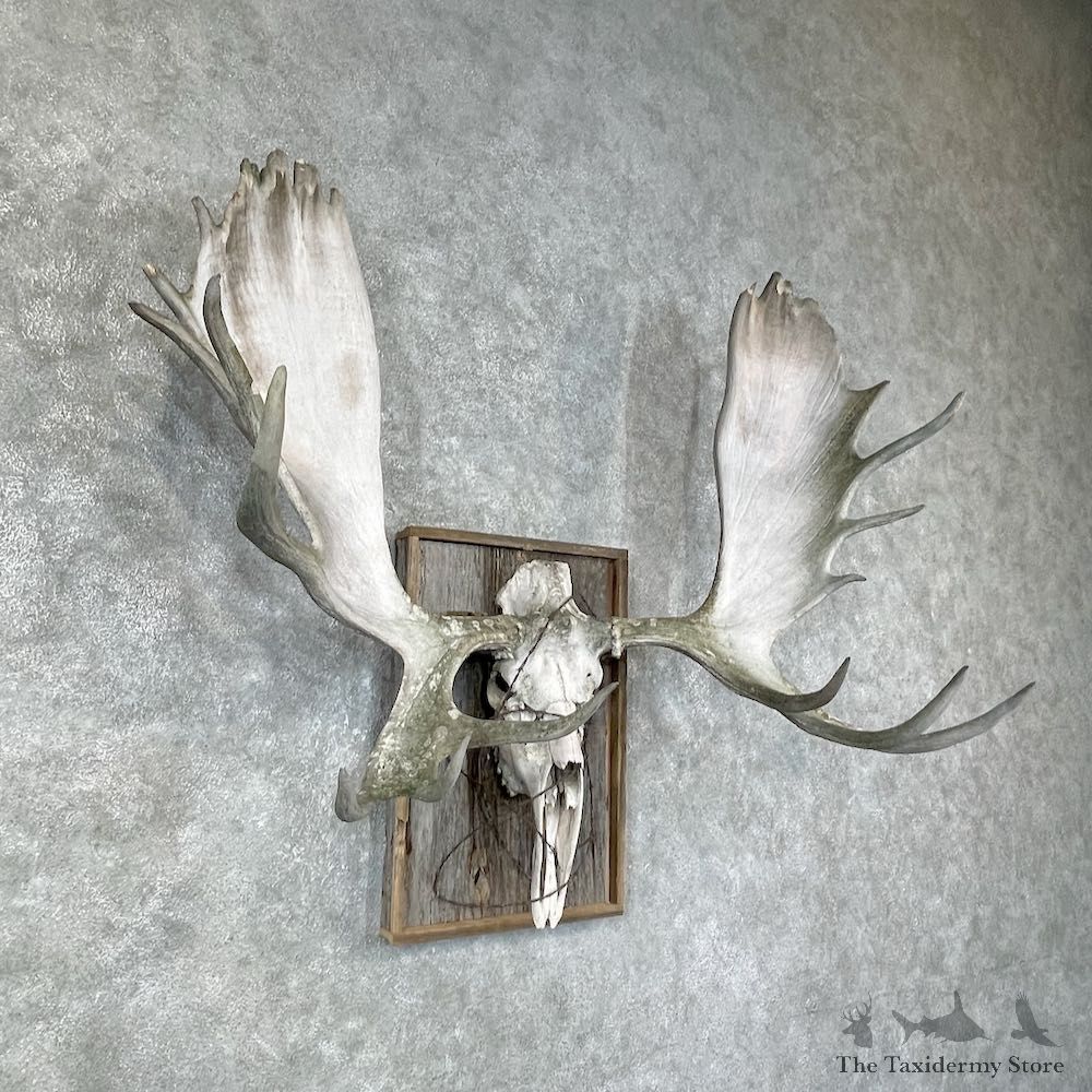 Moose Skull European Mount For Sale #25915 @ The Taxidermy Store