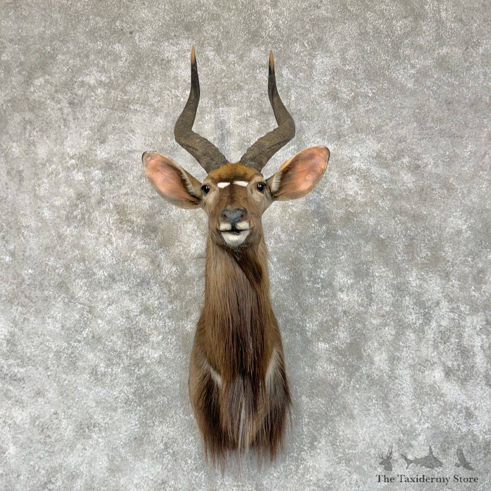 African Nyala Shoulder Mount For Sale #29577 @ The Taxidermy Store