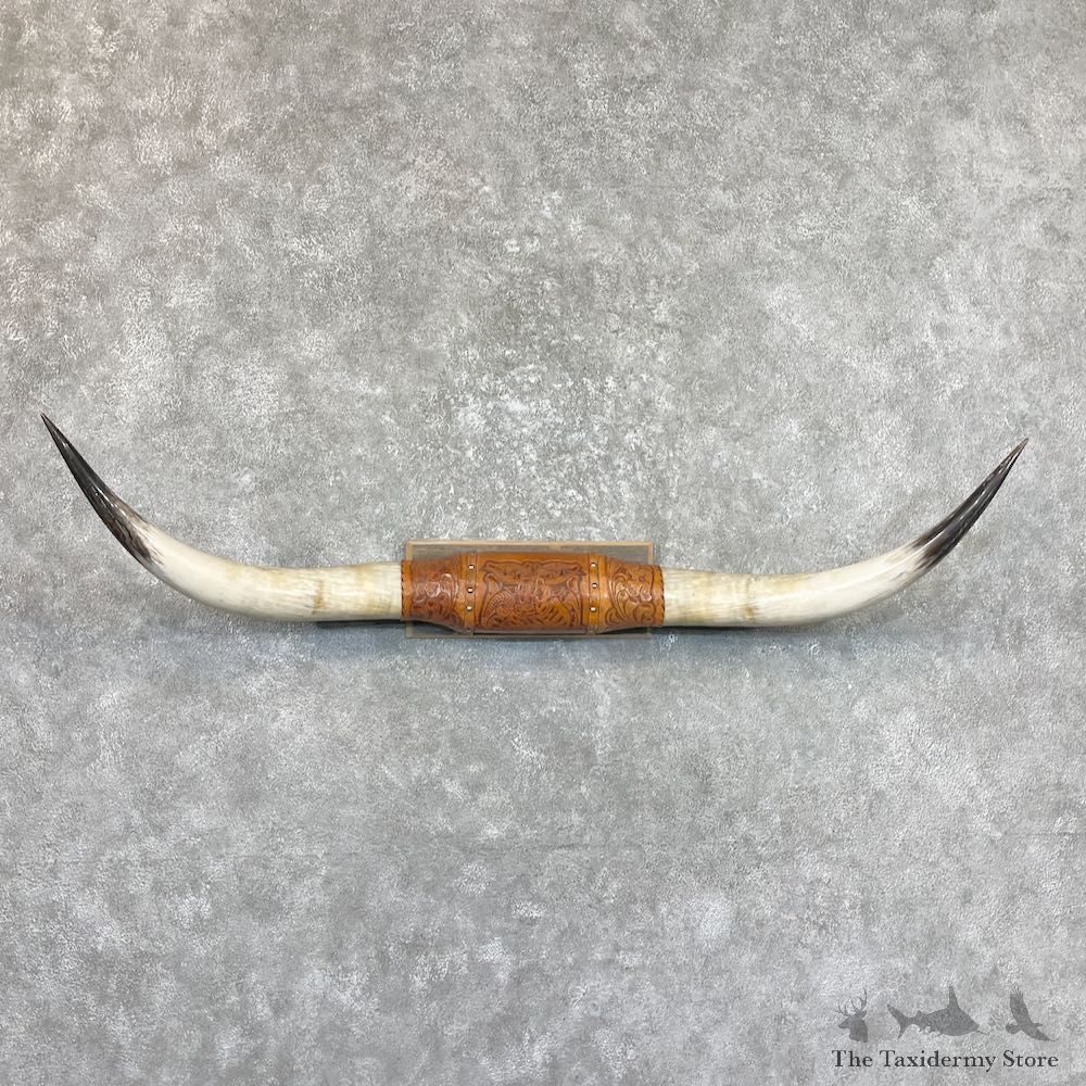 Longhorn Steer Plaque For Sale #26719 @ The Taxidermy Store