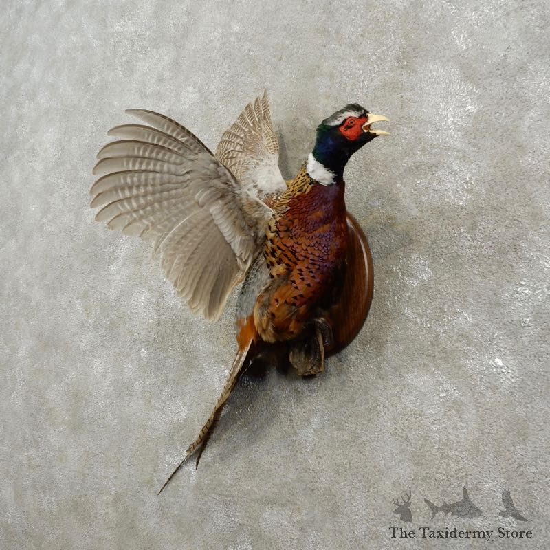 Ringneck Pheasant Bird Mount For Sale #18858@ The Taxidermy Store