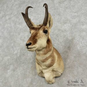 Pronghorn Antelope Shoulder Mount For Sale #20143 @ The Taxidermy Store