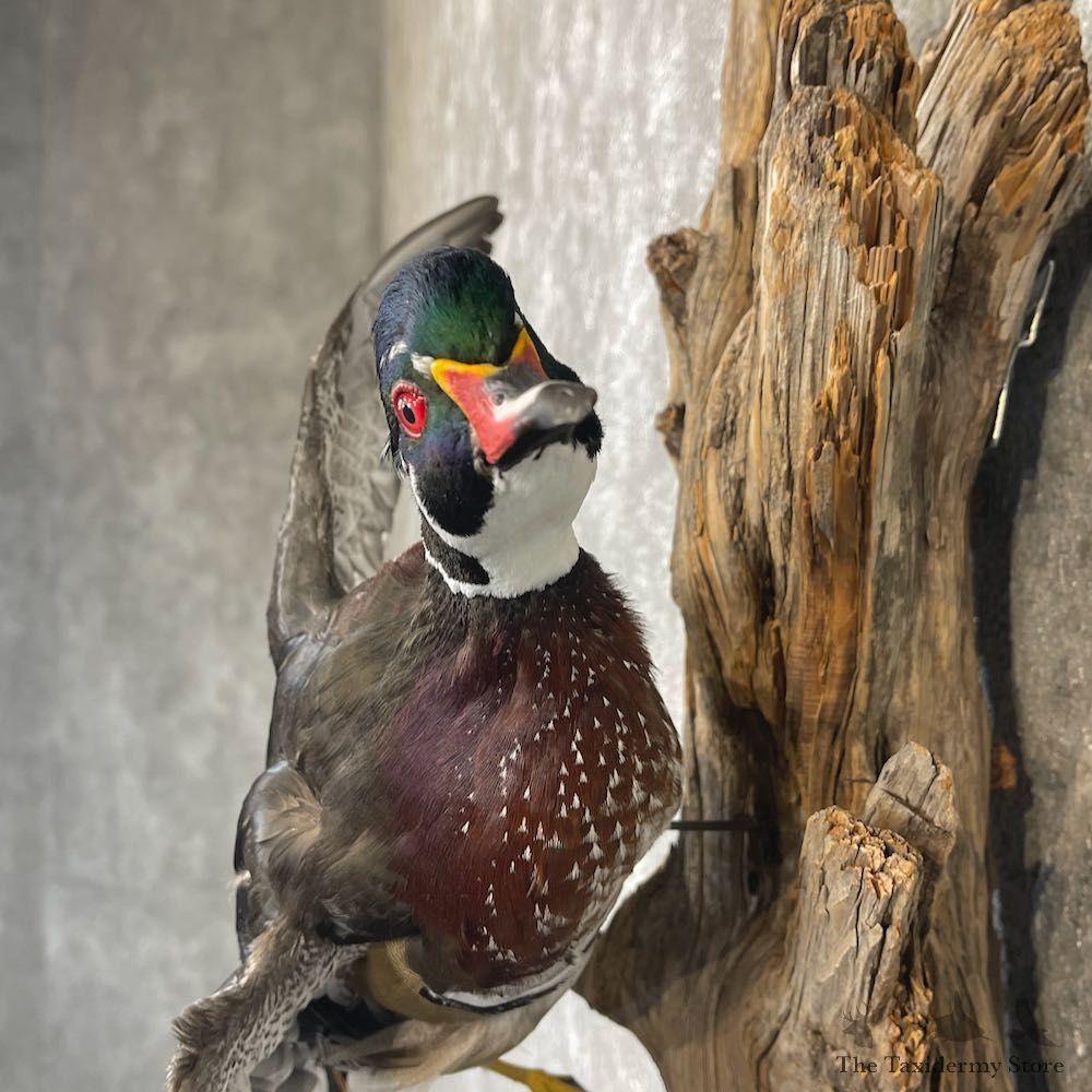 Wood Duck Drake Taxidermy Mount For Sale #26491 @ The Taxidermy Store