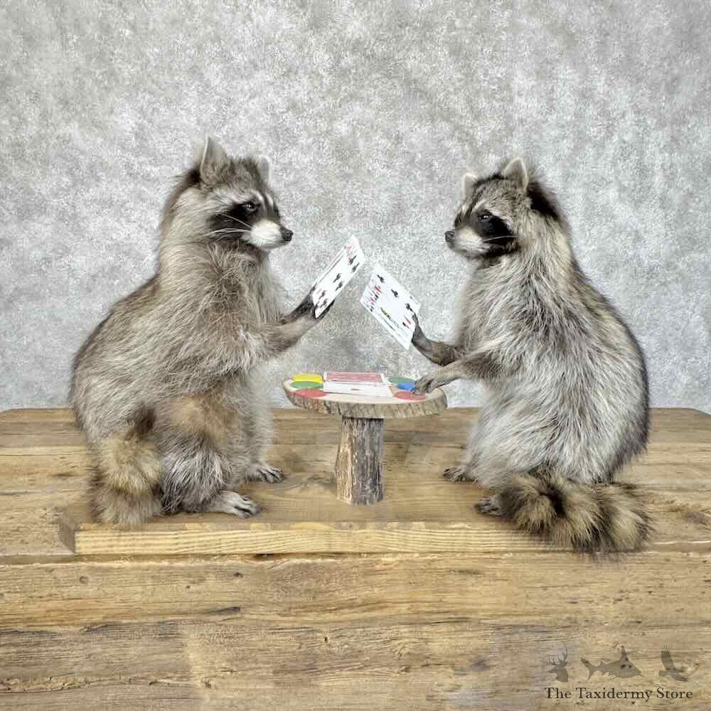 Poker Raccoons Novelty Mount For Sale #30539 @ The Taxidermy Store