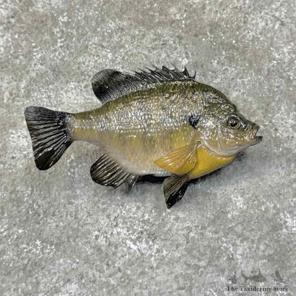 Bluegill Fish Mount For Sale #31294 @ The Taxidermy Store