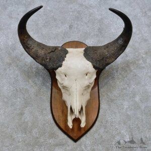 Savanna Buffalo Skull European Mount For Sale #14533 @ The Taxidermy Store