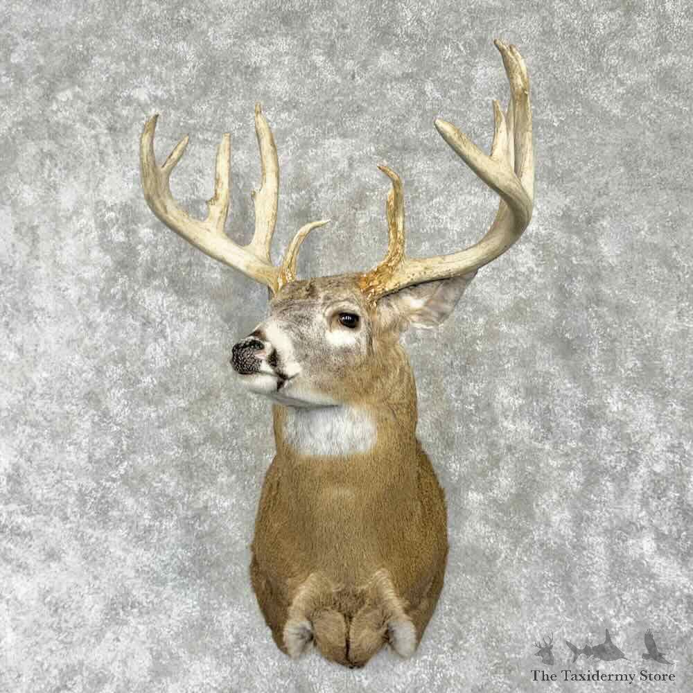 Whitetail Deer Shoulder Mount For Sale #31775 @ The Taxidermy Store