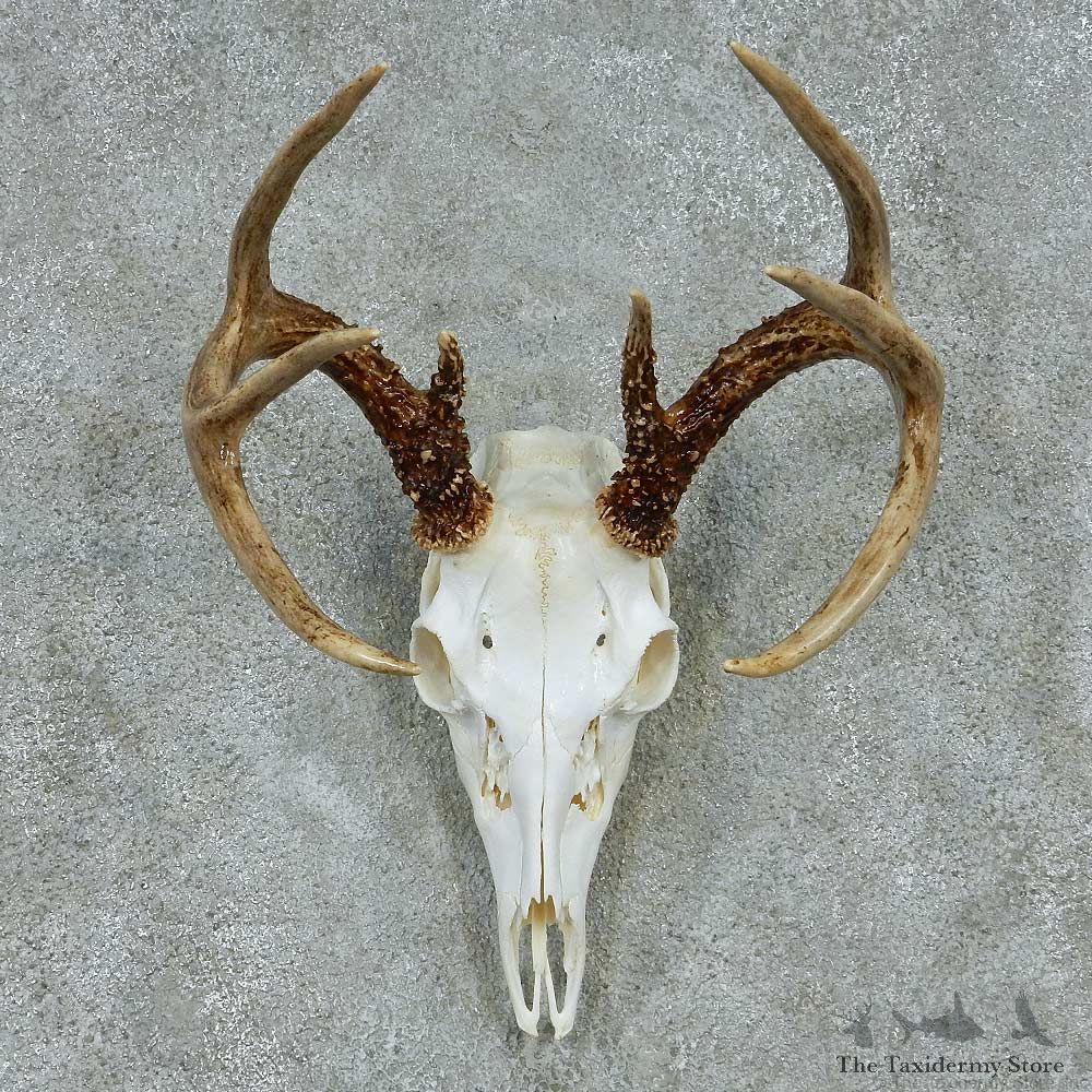 Whitetail Deer Skull & Antler European Mount #13481 For Sale @ The Taxidermy Store
