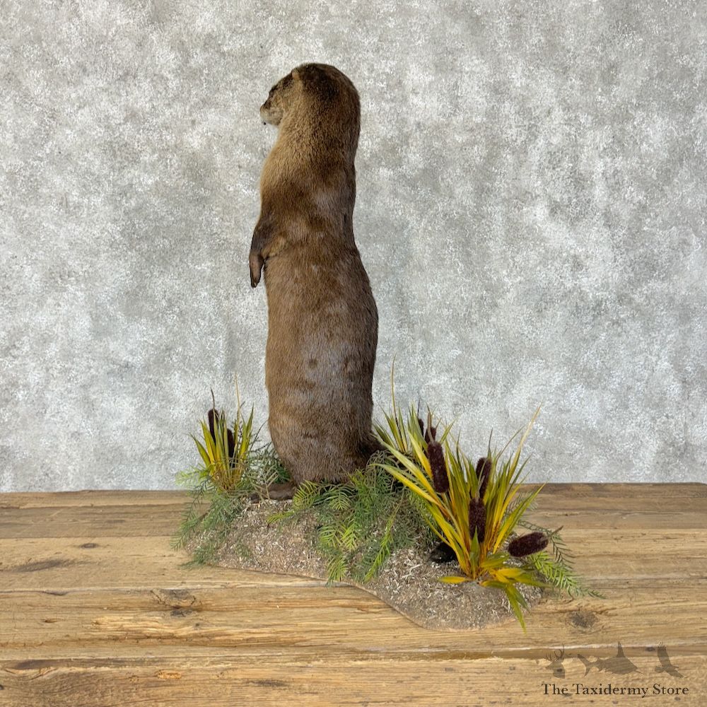 River Otter Life-Size Mount For Sale #29261 @ The Taxidermy Store