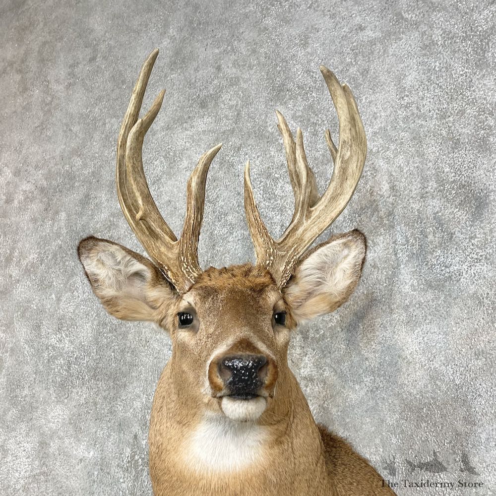 Whitetail Deer Taxidermy Shoulder Mount For Sale #25873 @ The Taxidermy Store