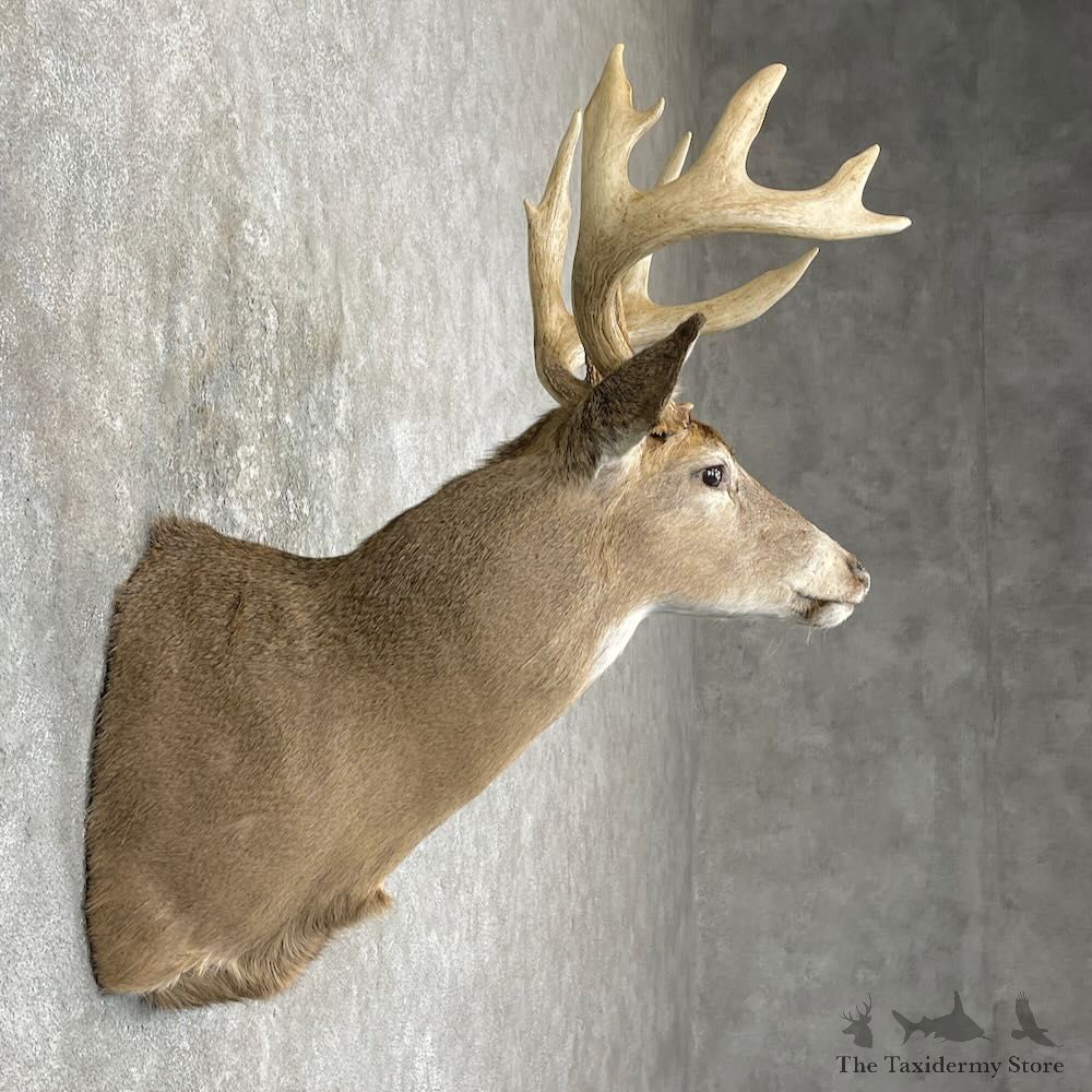 Whitetail Deer Shoulder Mount For Sale #27344 - The Taxidermy Store