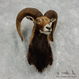 Mouflon Ram Shoulder Mount For Sale #17903 @ The Taxidermy Store