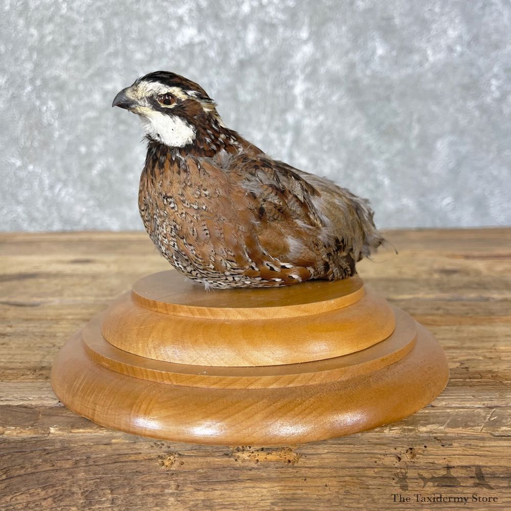Bobwhite Quail Bird Mount For Sale #24838 @ The Taxidermy Store