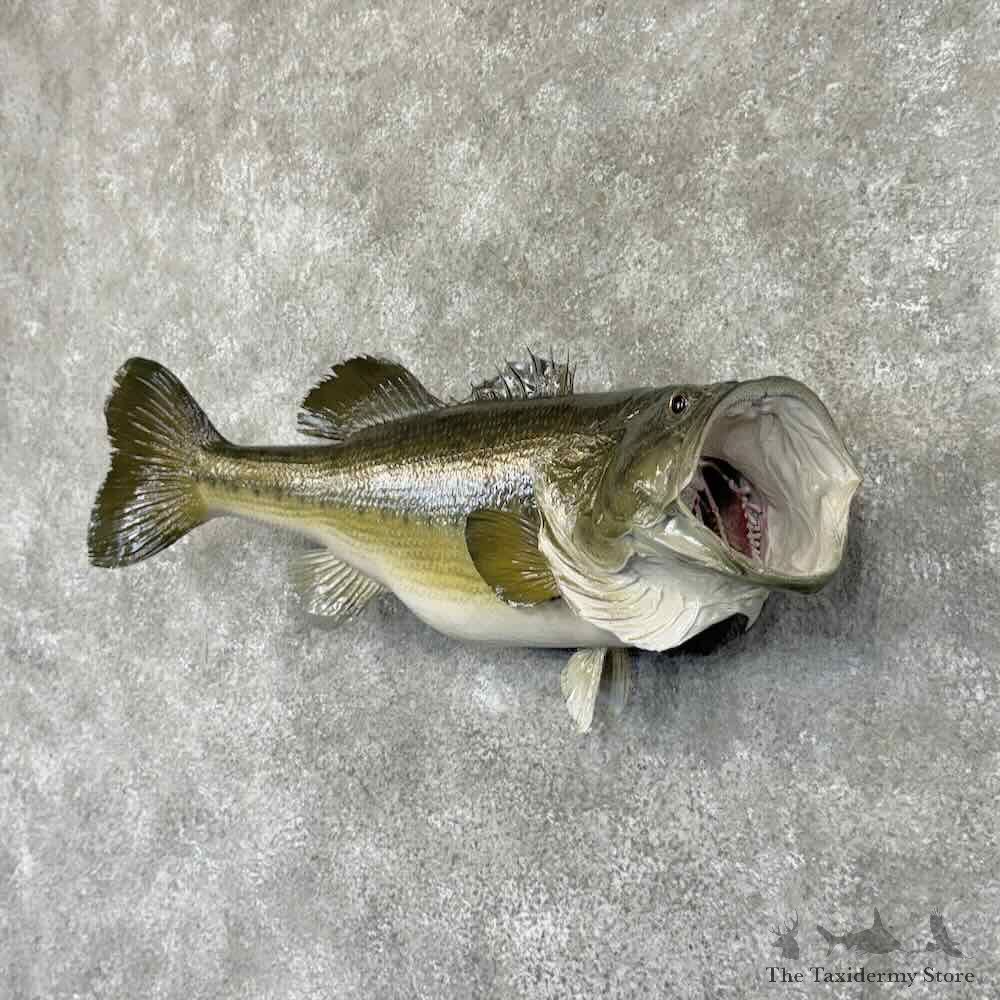 Largemouth Bass Fish Mount For Sale #30879 @ The Taxidermy Store