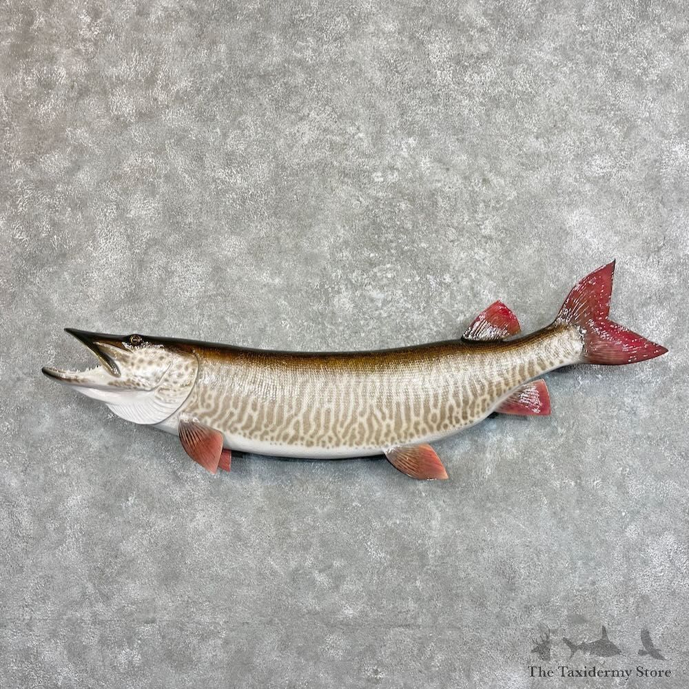 Reproduction Muskellunge Fish Mount For Sale #27532 @ The Taxidermy Store