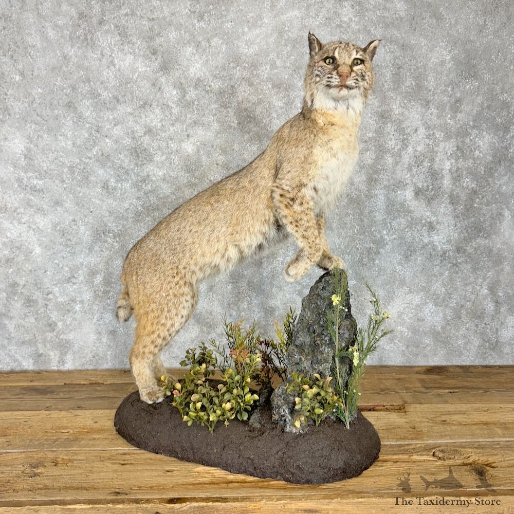 Bobcat Life-Size Mount For Sale #29657 @ The Taxidermy Store