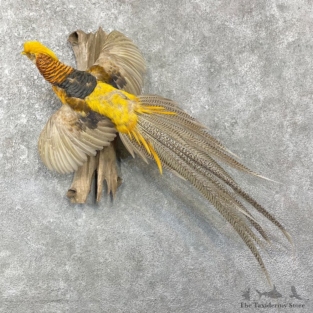 Golden Pheasant Mount For Sale #25947 @ The Taxidermy Store