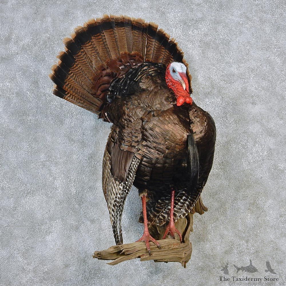 Eastern Wild Turkey Life Size Taxidermy Mount #12636 For Sale @ The Taxidermy Store