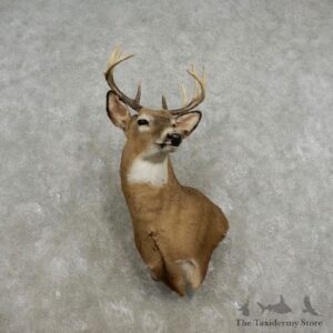 Whitetail Deer Shoulder Mount For Sale #17329 @ The Taxidermy Store