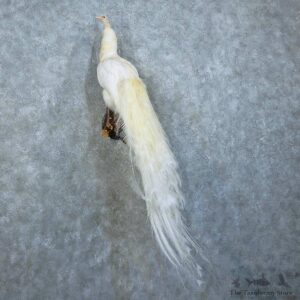 Indian Peacock Bird Mount For Sale #15783 @ The Taxidermy Store