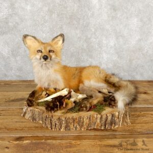 Red Fox Life-Size Mount For Sale #18883 @ The Taxidermy Store