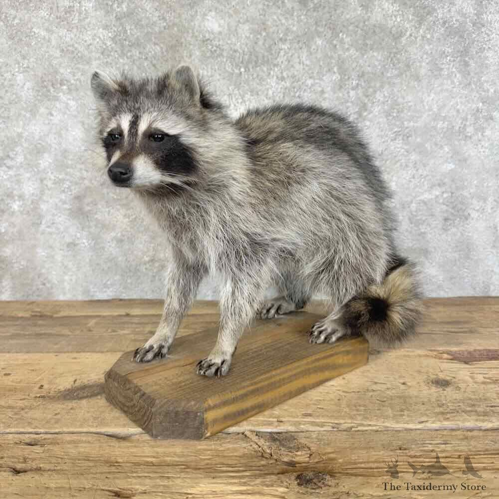 Raccoon Life-Size Mount For Sale #31131 @ The Taxidermy Store