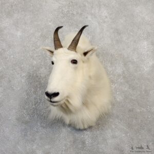 Mountain Goat Shoulder Mount For Sale #20014 @ The Taxidermy Store