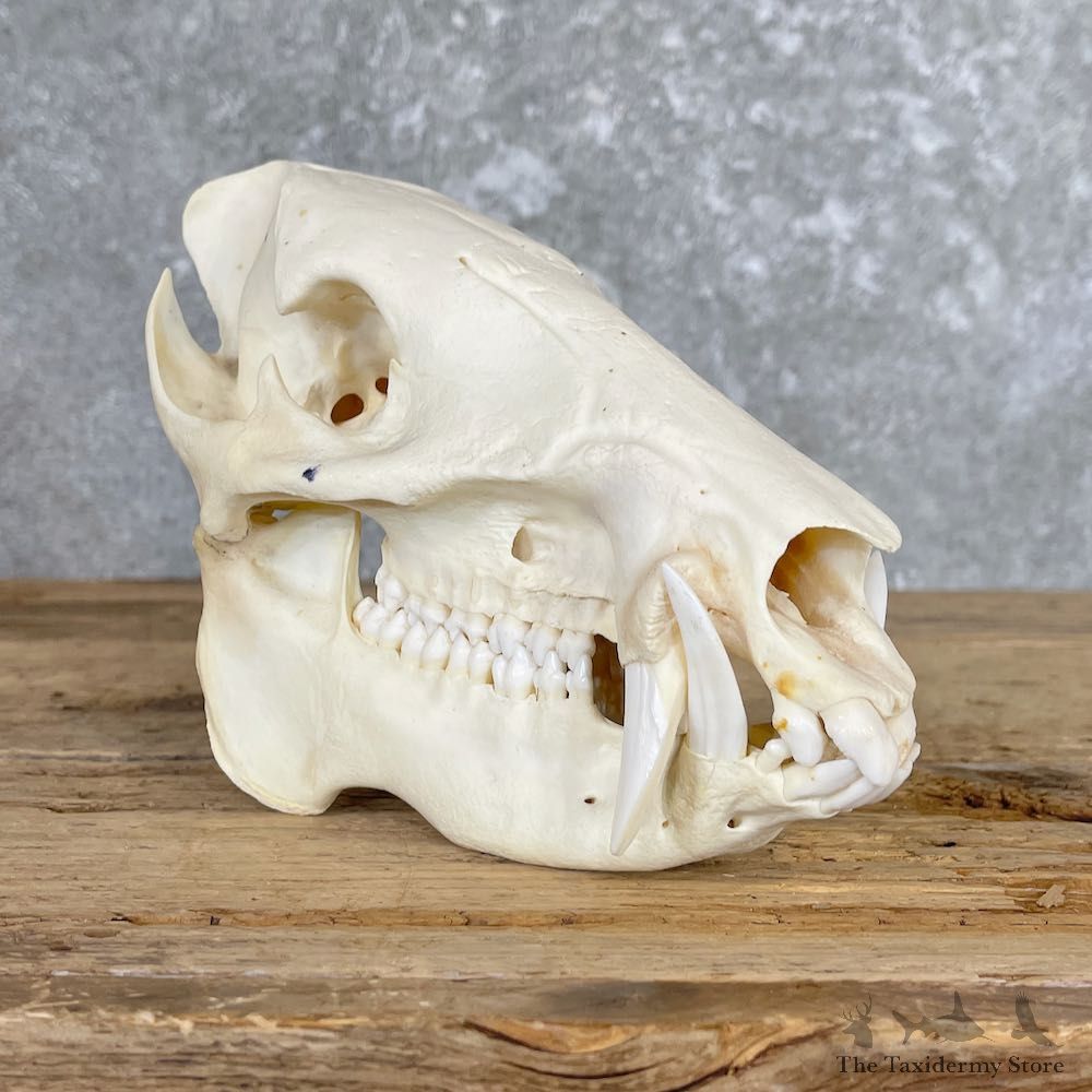 Peccary Full Skull Mount #26563 For Sale @ The Taxidermy Store