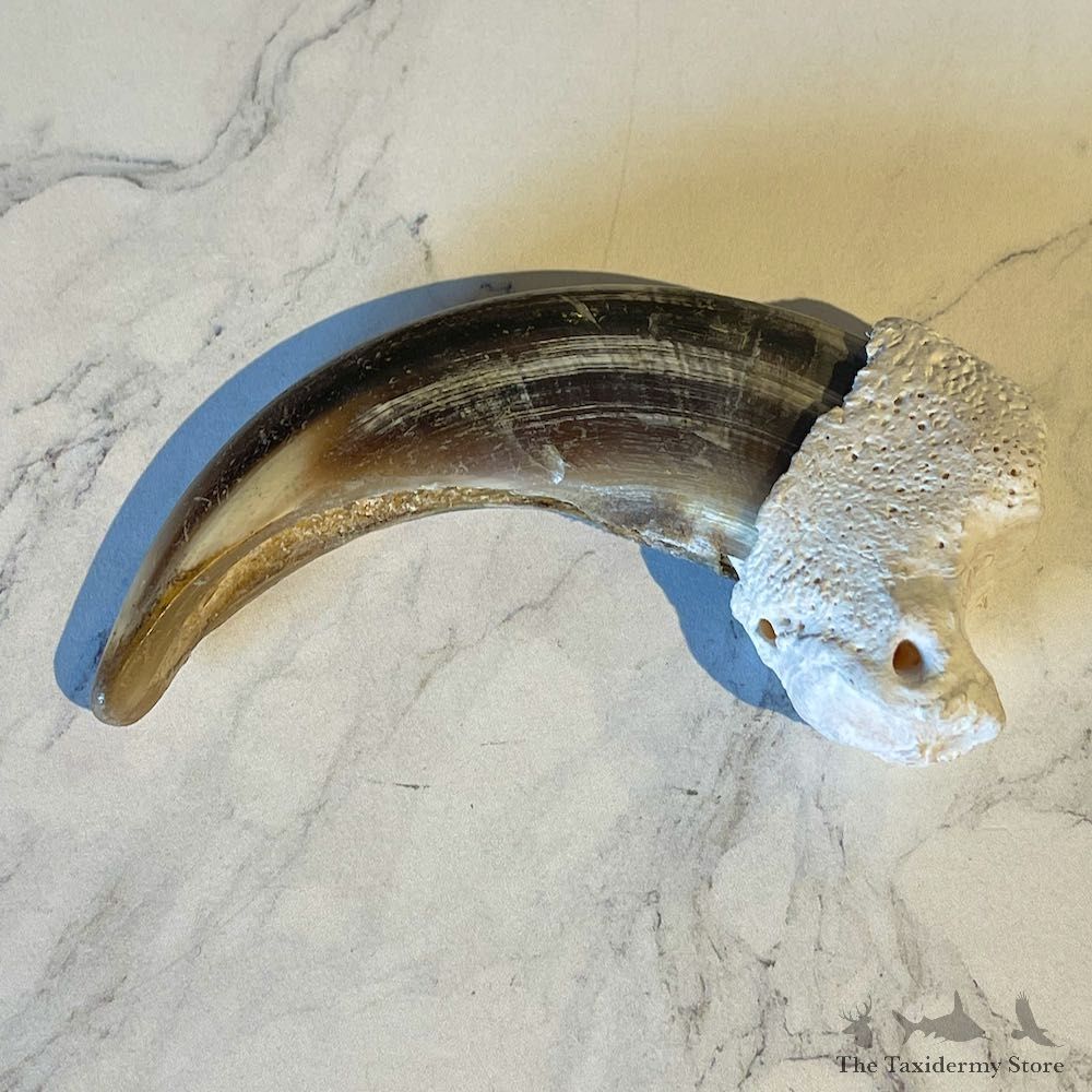 Grizzly Bear Claw For Sale #26025 @ The Taxidermy Store