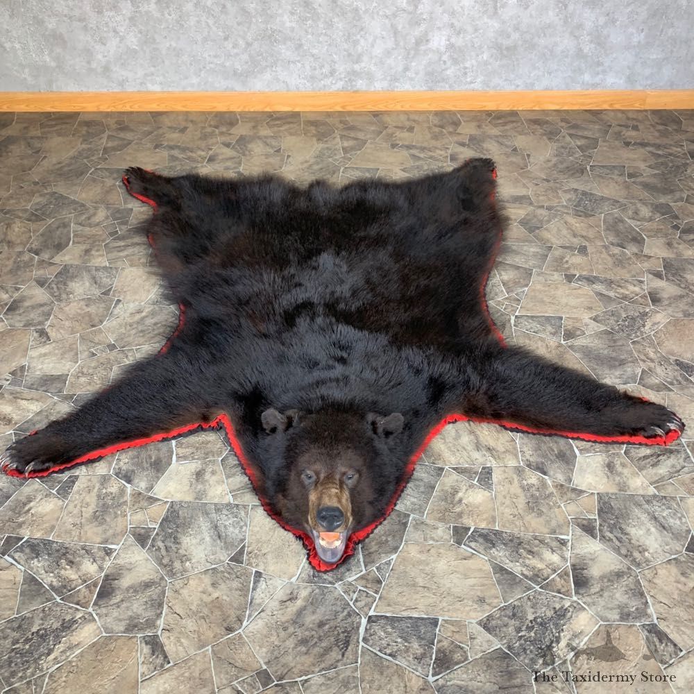 Black Bear Full-Size Rug For Sale #23326 @ The Taxidermy Store