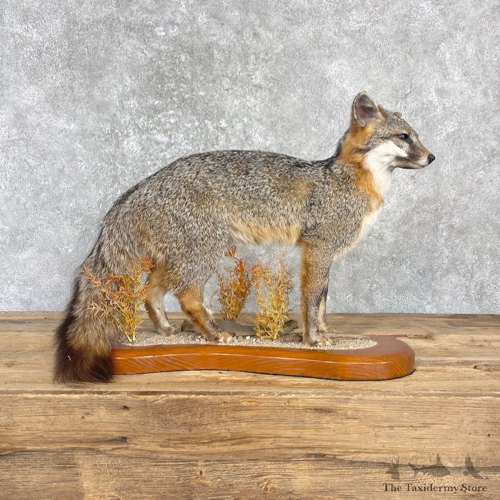 Grey Fox Life-Size Mount For Sale #27205 @ The Taxidermy Store