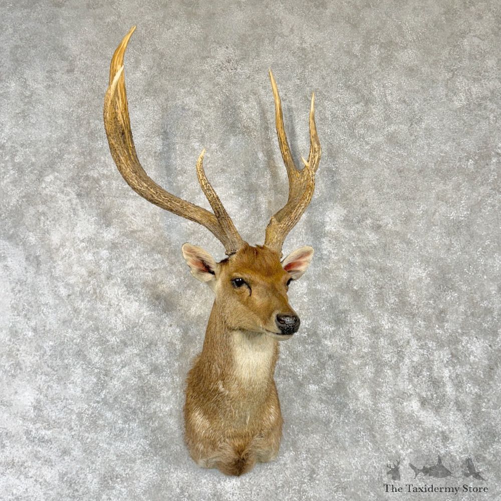 Javan Rusa Deer Shoulder Mount For Sale #29992 @ The Taxidermy Store