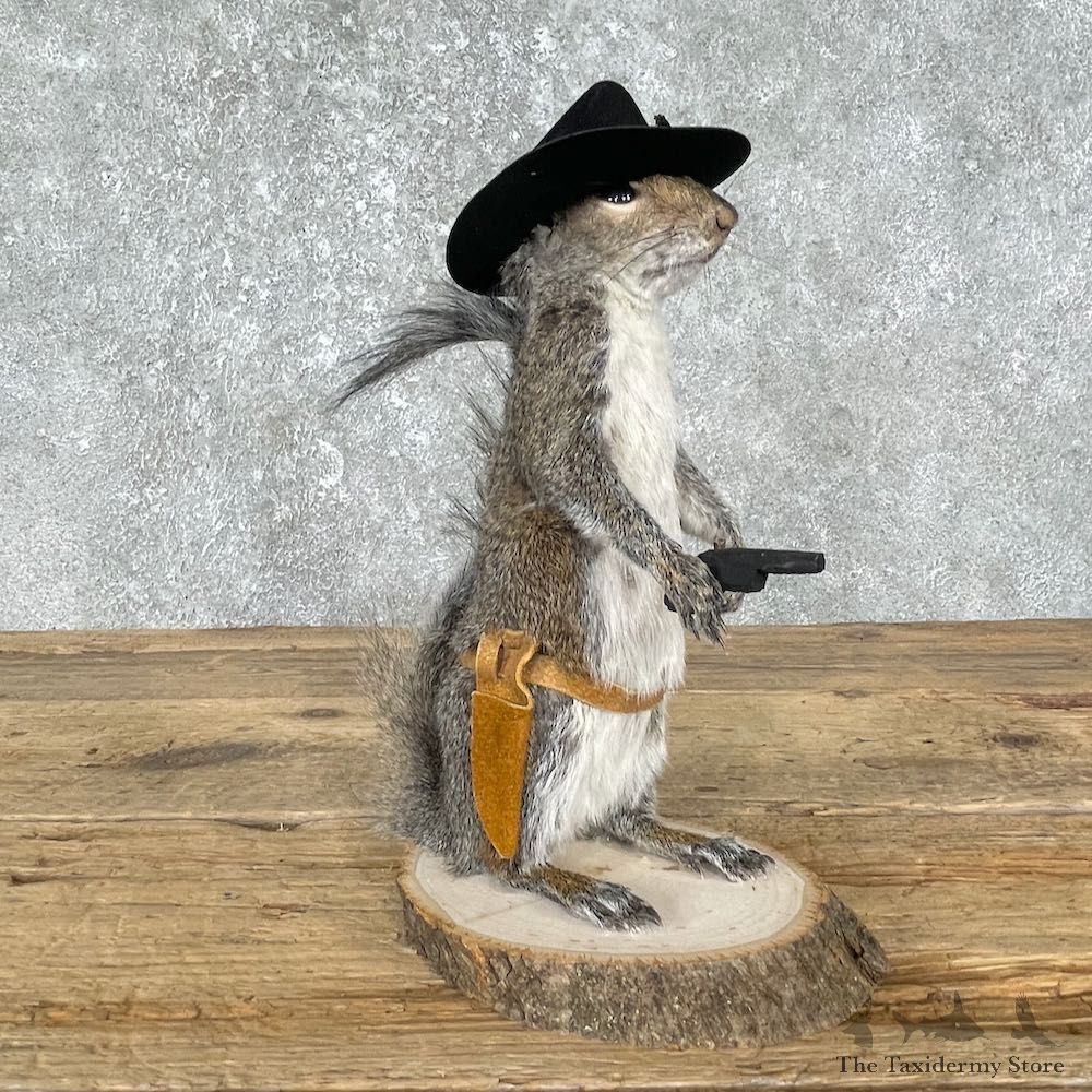 Cowboy Squirrel Novelty Mount For Sale #25540 - The Taxidermy Store