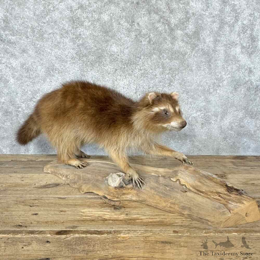 Raccoon Life Size Mount For Sale #32145 @ The Taxidermy Store