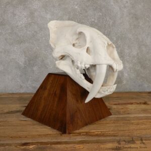 Reproduction Saber Tooth Tiger Skull Mount For Sale #20130 @ The Taxidermy Store