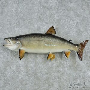 Lake Trout Fish Mount M1 #12835 For Sale @ The Taxidermy Store