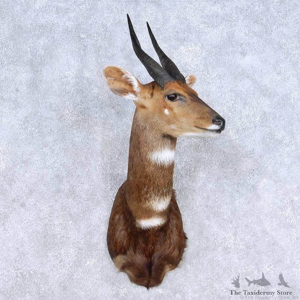 Cape Bushbuck Shoulder Mount For Sale #14328 @ The Taxidermy Store