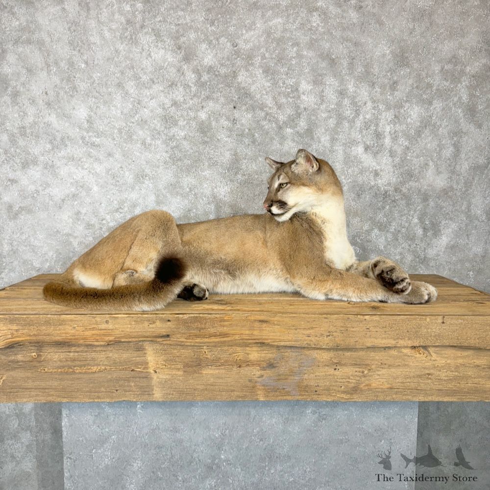 Mountain Lion Cougar Mount For Sale #29652 @ The Taxidermy Store