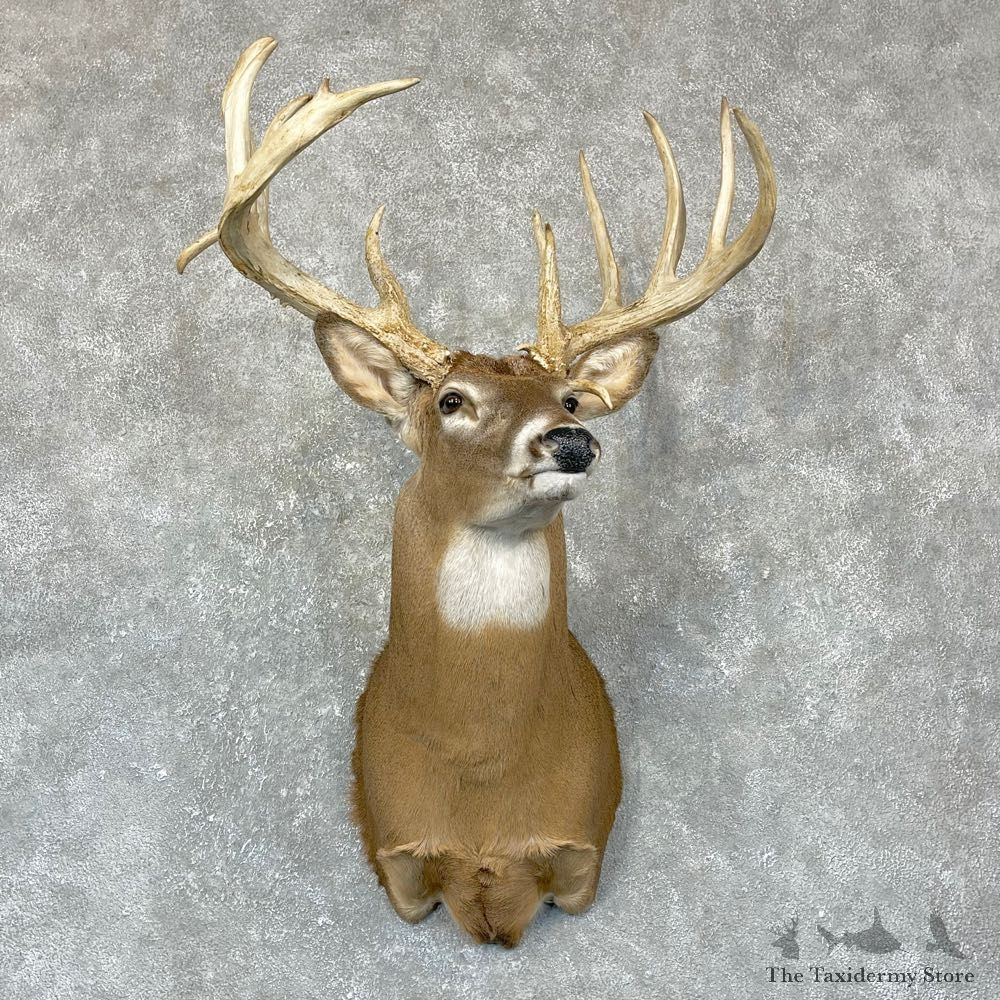 Whitetail Deer Shoulder Mount #24379 For Sale - The Taxidermy Store