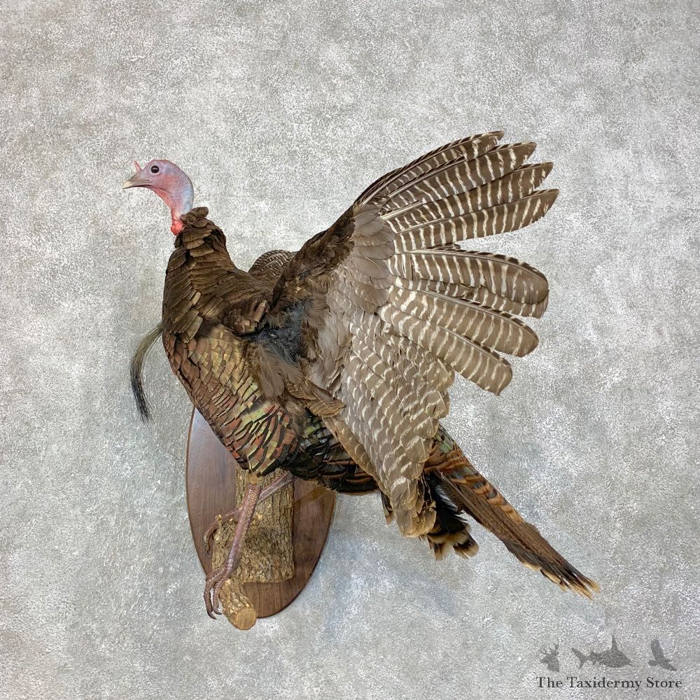 Eastern Turkey Bearded Hen Mount For Sale #21721 @ The Taxidermy Store