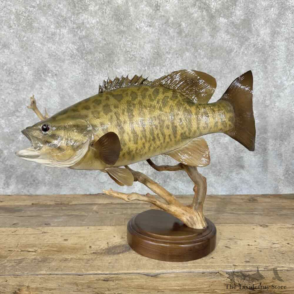 Smallmouth Bass Fish Mount For Sale #30617 @ The Taxidermy Store