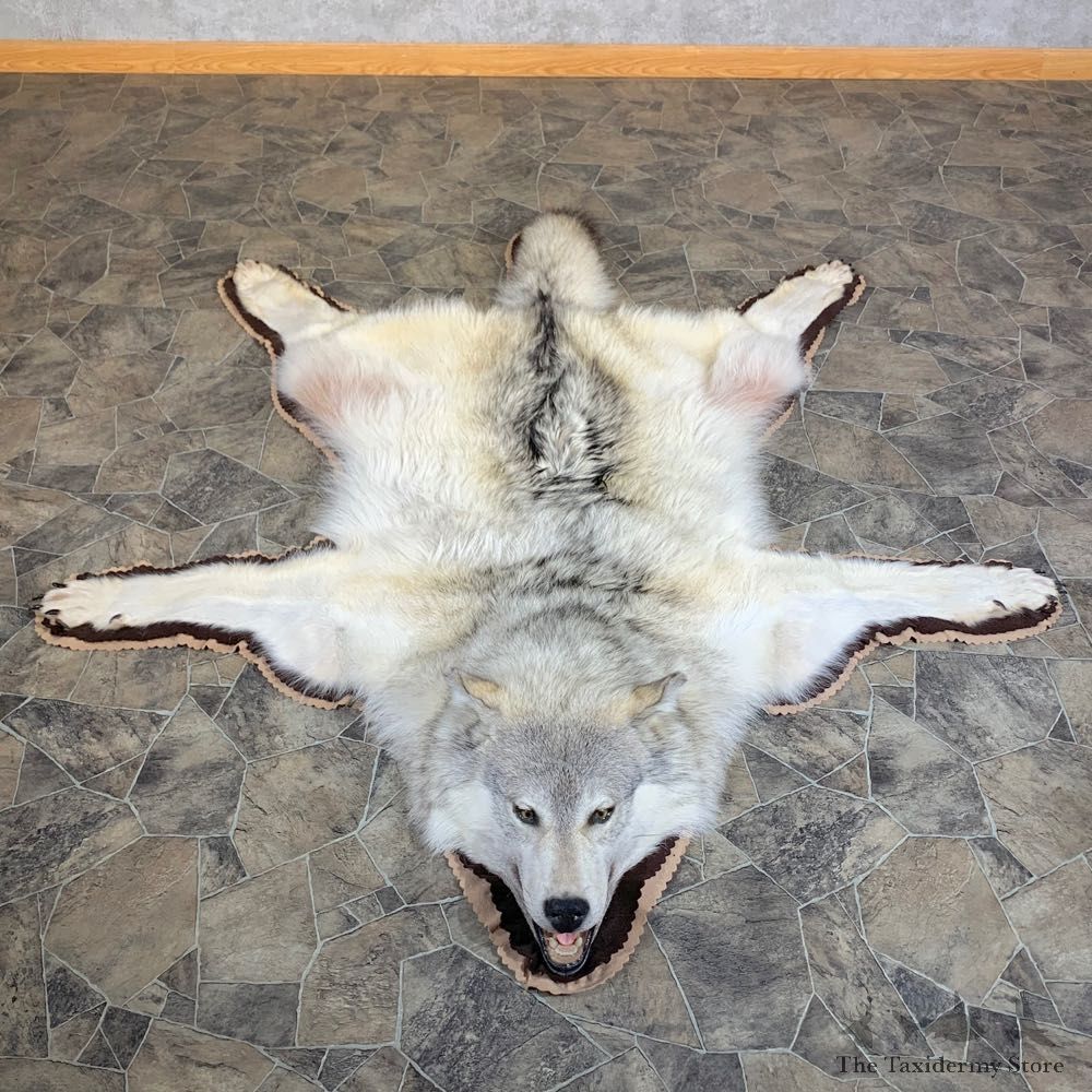 Alaskan Gray Wolf Rug Taxidermy Mount For Sale #23670 @ The Taxidermy Store