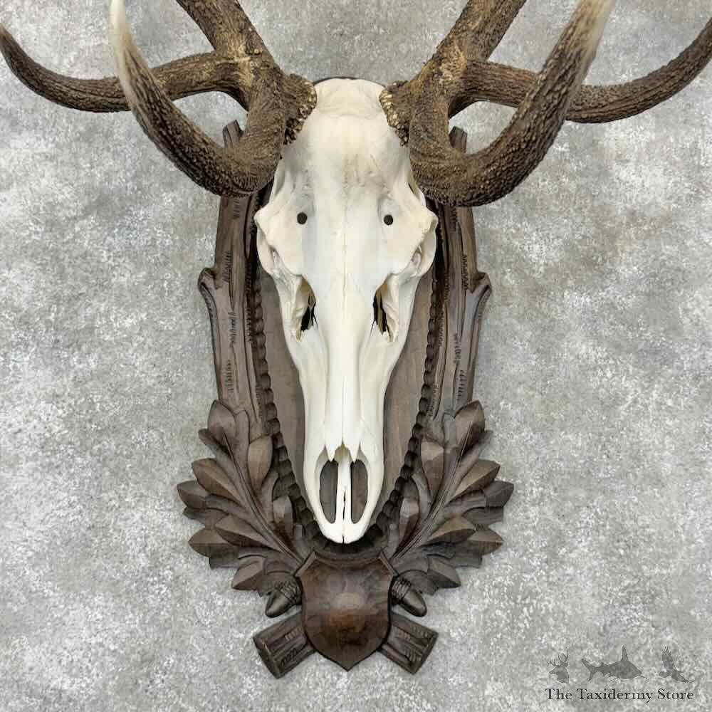 Iberian Red Deer Stag Skull Plaque Mount For Sale #30429 @ The Taxidermy Store