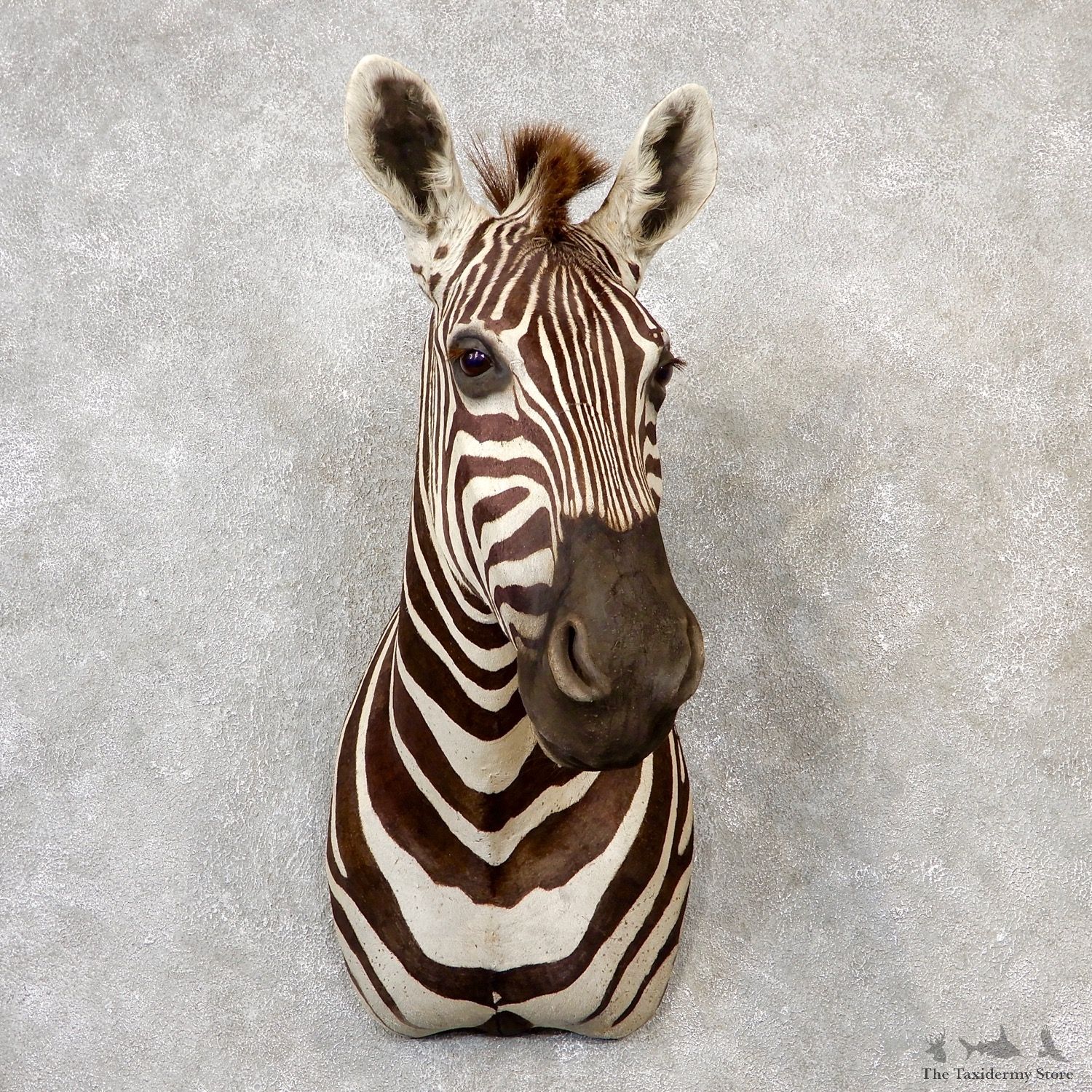 African Zebra Shoulder Mount For Sale #19157 @ The Taxidermy Store