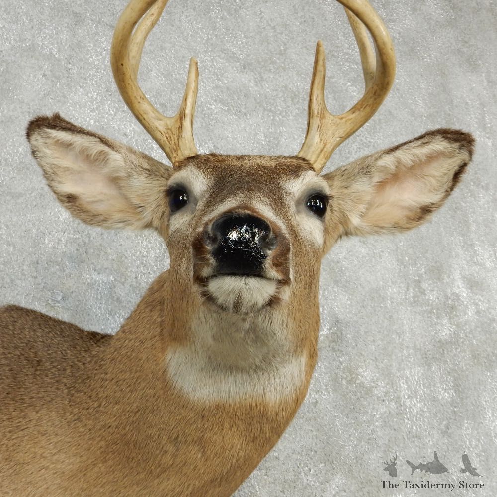 Whitetail Deer Taxidermy Shoulder Mount #13166 For Sale @ The Taxidermy Store